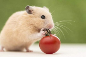 Domowe chomiki. Co musisz wiedzieć o przyszłym właścicielem? Domowe chomiki. Co musisz wiedzieć o przyszłym właścicielem?